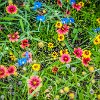 ILSP 05 GS5 11.12.19 : Inks Lake SP